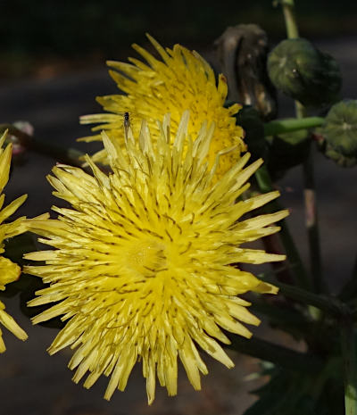 sonchus asper