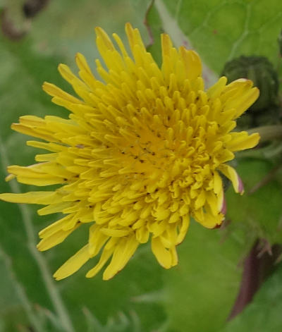 sonchus asper