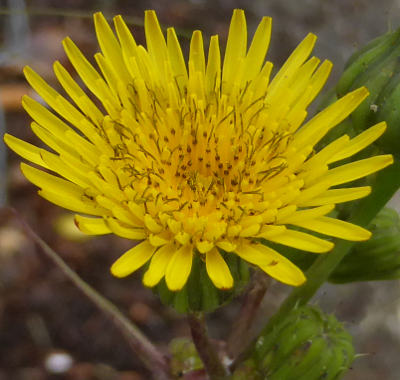 sonchus oleraceus