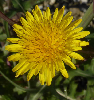 sonchus oleraceus