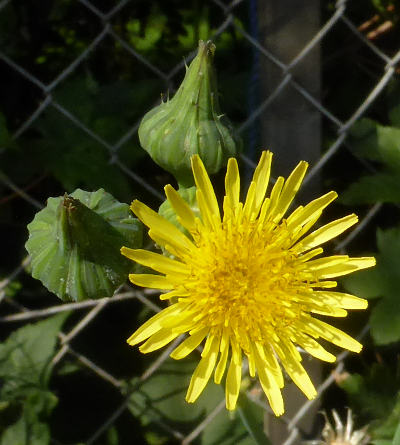 sonchus oleraceus