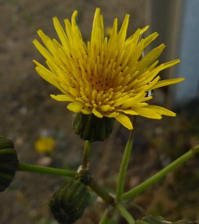 sonchus oleraceus