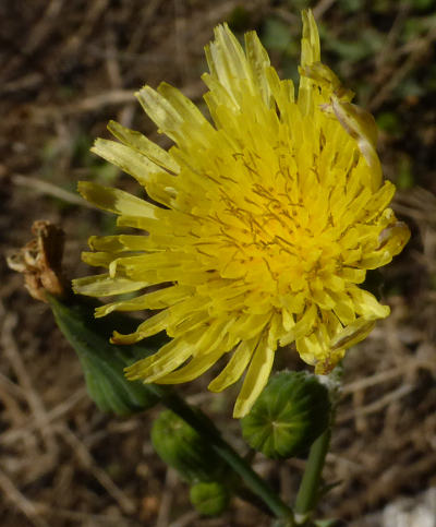 sonchus oleraceus