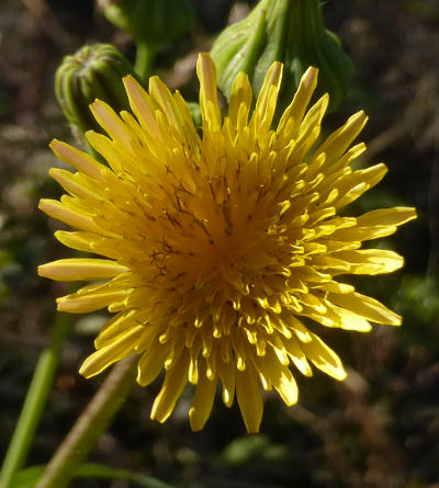 sonchus oleraceus