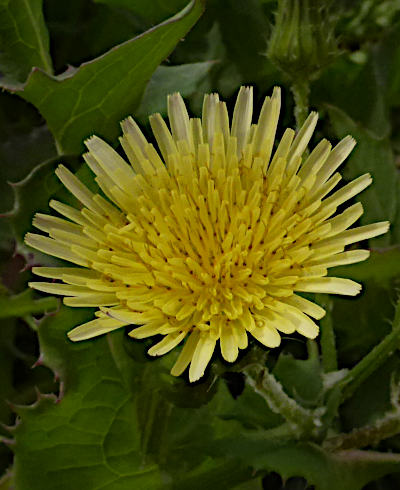 sonchus oleraceus