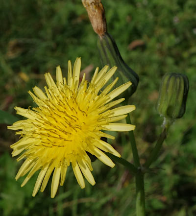 sonchus oleraceus