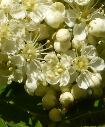 sorbus aucuparia