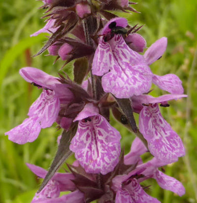 stachys palustris