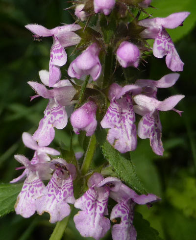 stachys palustris