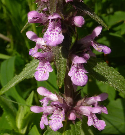 stachys palustris