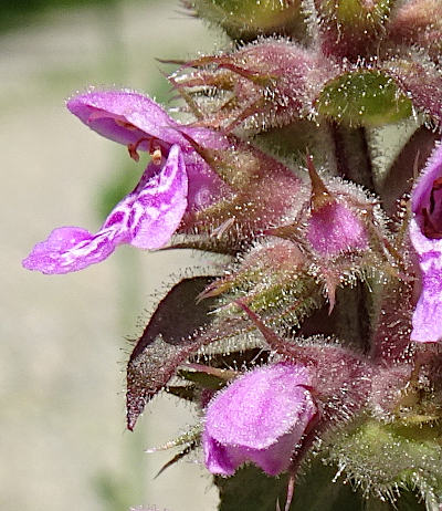 stachys palustris