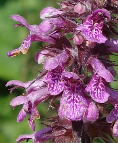 stachys palustris