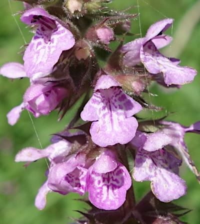 stachys palustris