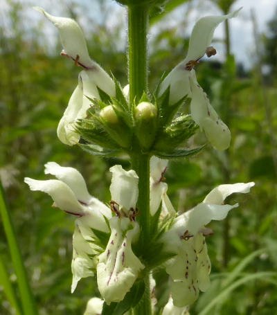 stachys recta