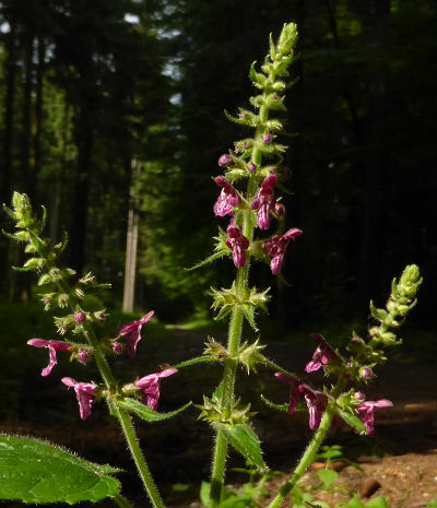 stachys sylvatica