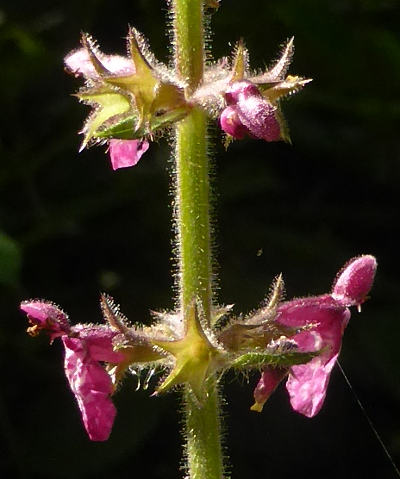 stachys sylvatica