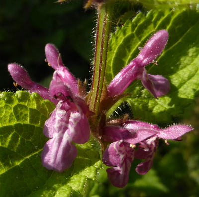 stachys sylvatica