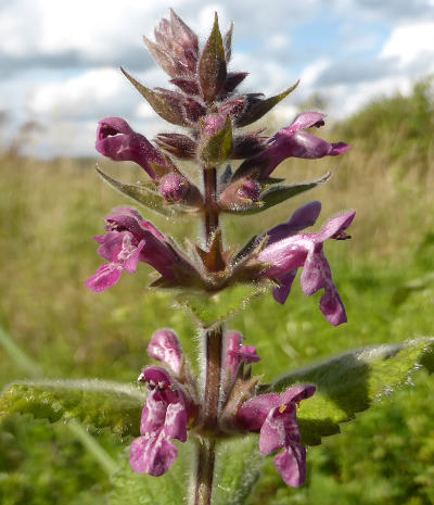 stachys sylvatica