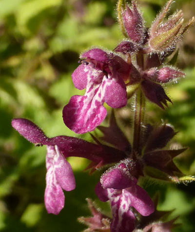 stachys sylvatica