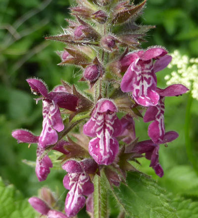 stachys sylvatica