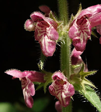 stachys sylvatica