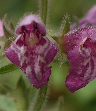 stachys sylvatica