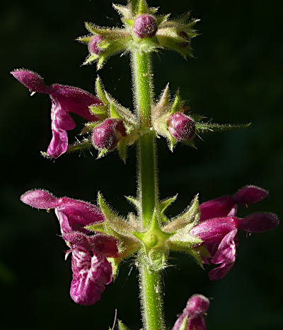 stachys sylvatica