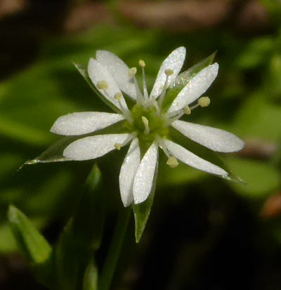 stellaria alsine