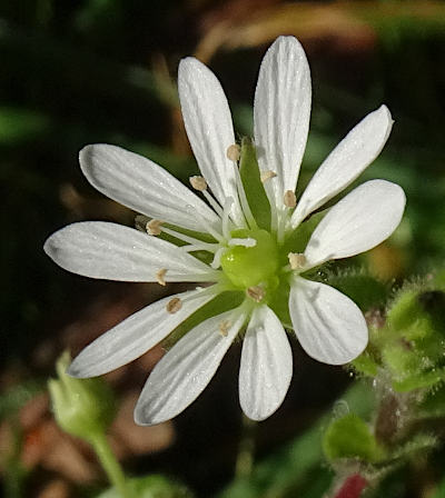 stellaria aquatica