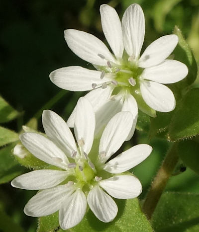 stellaria aquatica