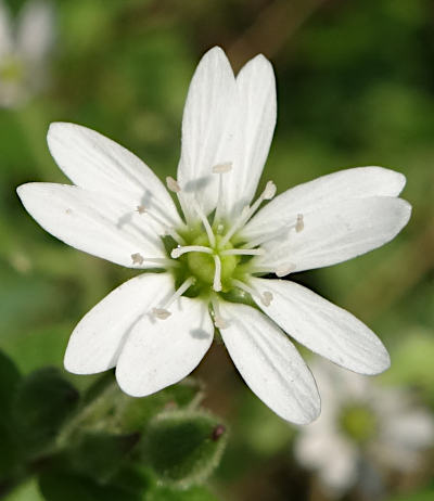 stellaria aquatica