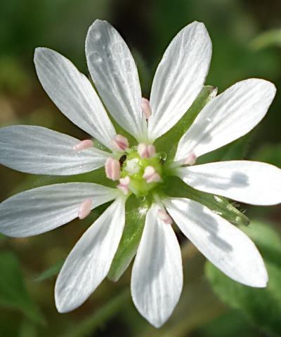 stellaria aquatica