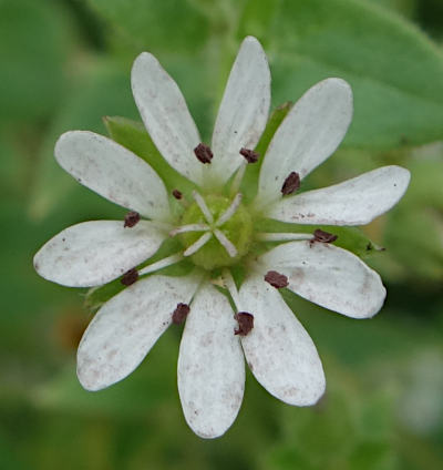 stellaria aquatica