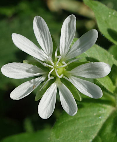 stellaria aquatica