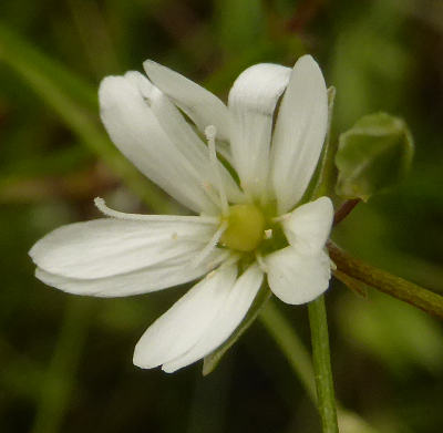 stellaria graminea