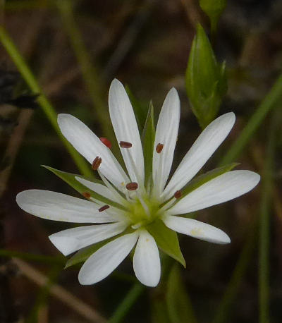 stellaria graminea