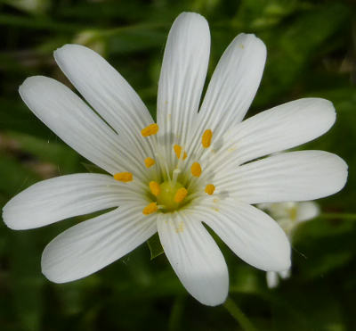 stellaria holostea