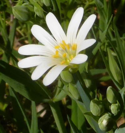 stellaria holostea