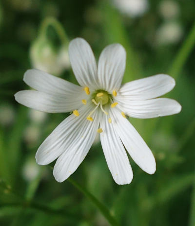 stellaria holostea