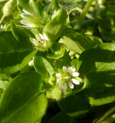 stellaria media