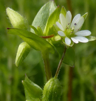 stellaria media