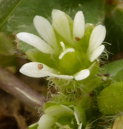 stellaria media