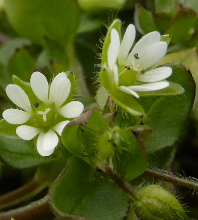 stellaria media