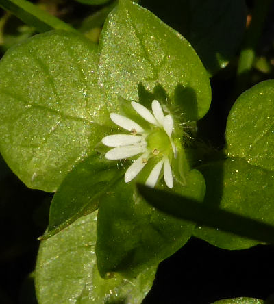 stellaria media