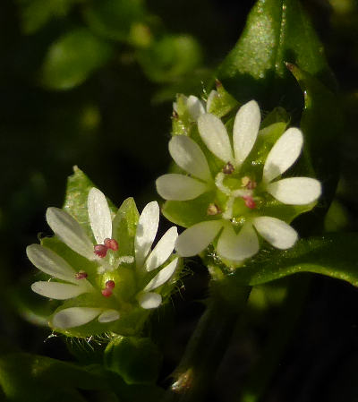 stellaria media