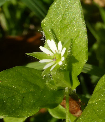 stellaria media