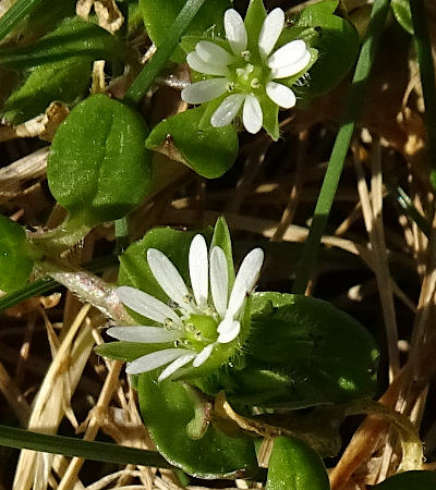 stellaria media