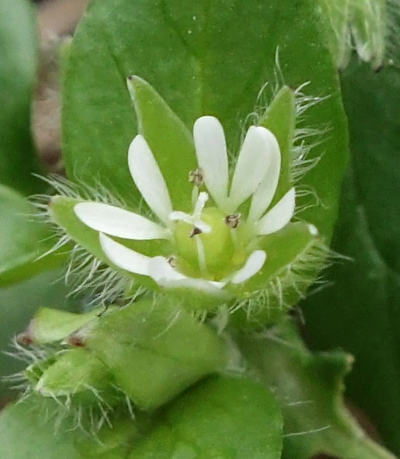 stellaria media