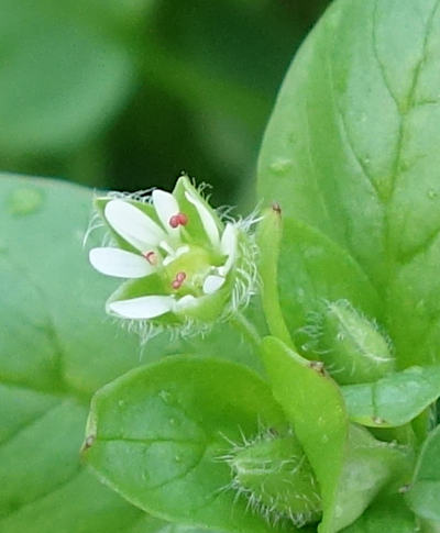 stellaria media