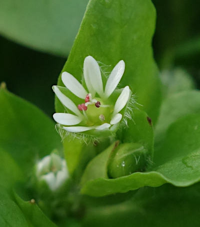 stellaria media